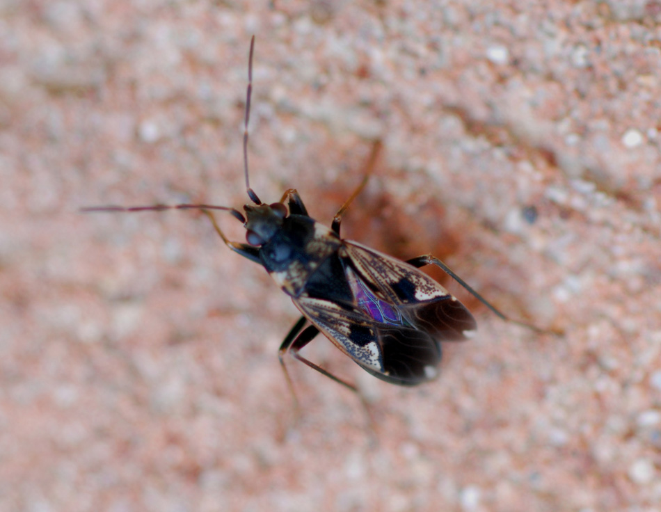 Lygaeidae: Rhyparochromus vulgaris dell''Emilia (MO)